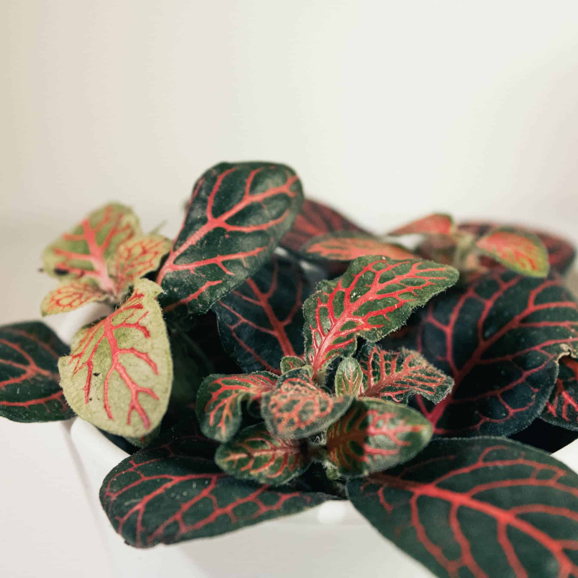 Фиттония Джоли Джосан Ред (Fittonia Joly Josan Red) D5см