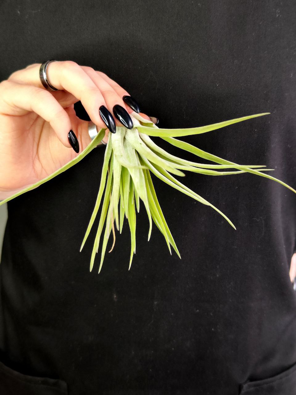 Тилландсия Велютина (Tillandsia Velutina)