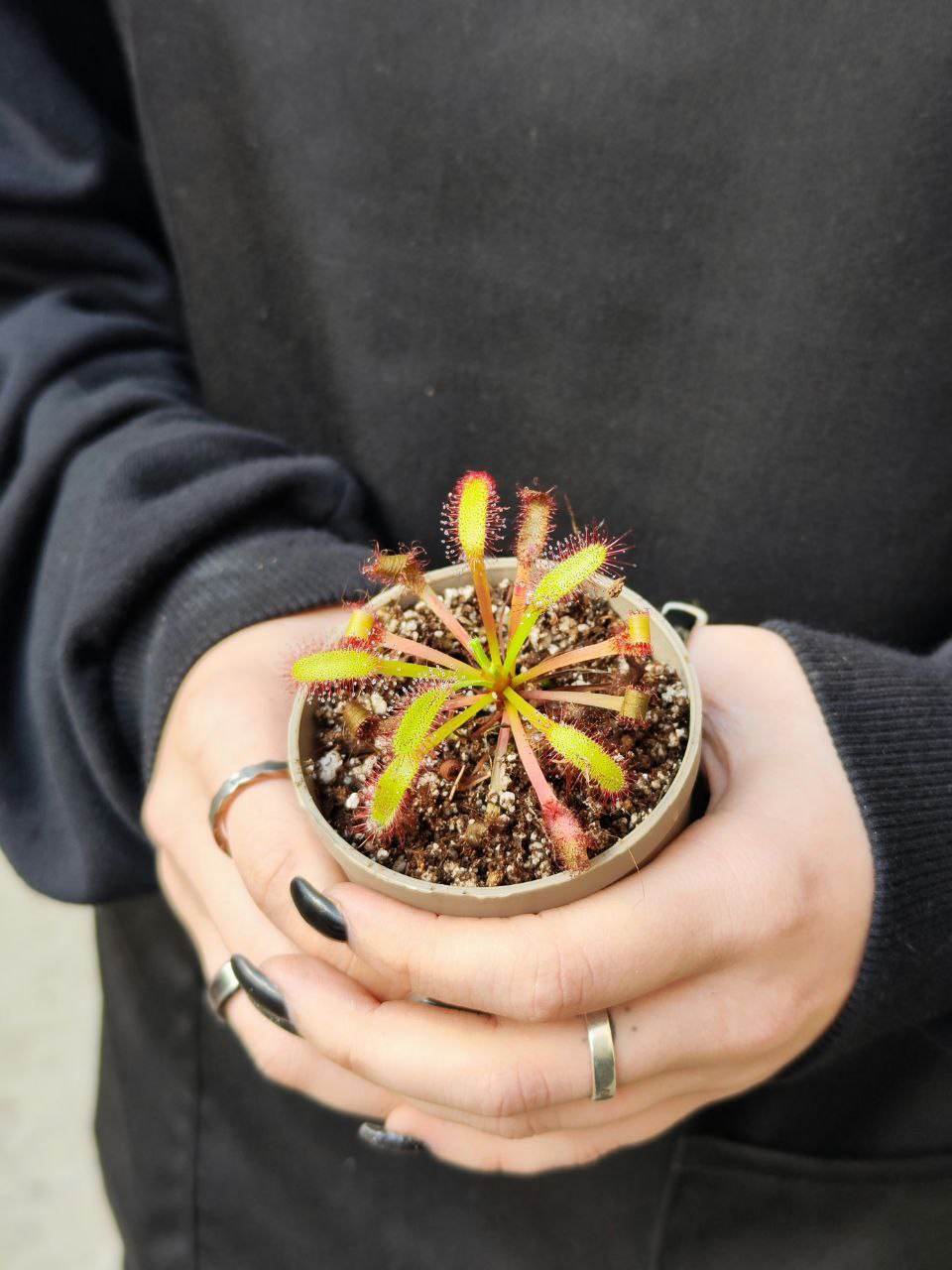 Росянка Геркулес (Drosera Hercules) D5см