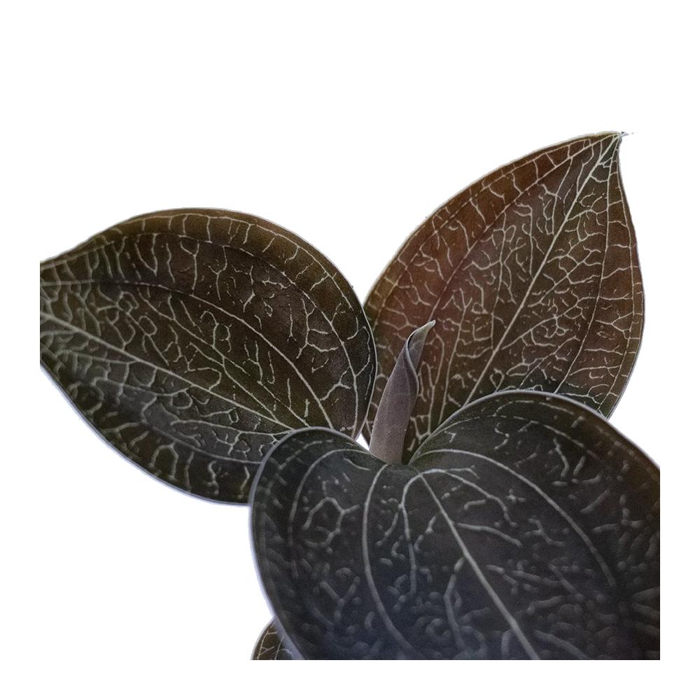 Орхидея Драгоценная Карма Оникс (Jewel Orchid Karma Onyx) D7см