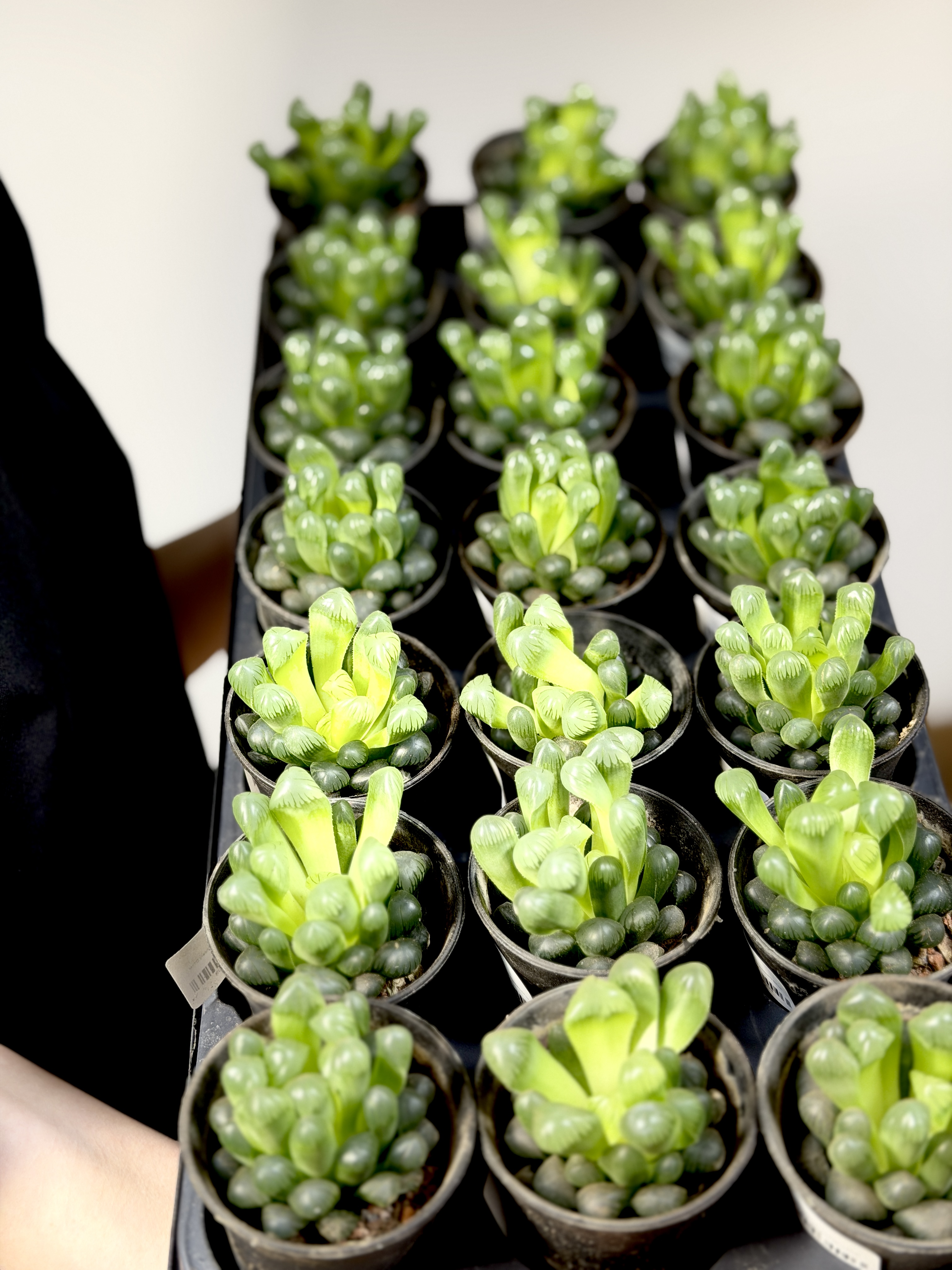 Хавортия Купера (Haworthia Cooperi) D7см