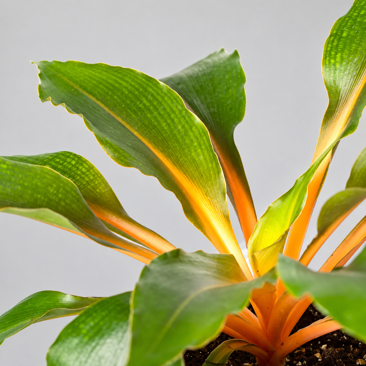 Хлорофитум Грин Оранж (Chlorophytum Green Orange) D12см