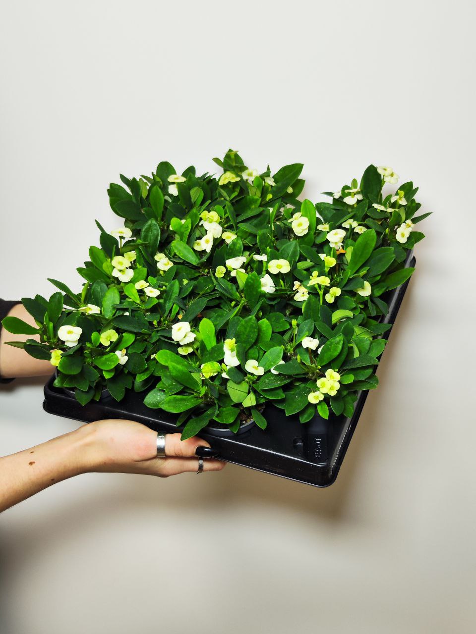 Молочай Миля Белая (Euphorbia Milii White) D6см