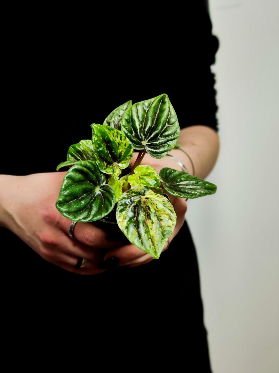 Пеперомия Буэнос Айрес (Peperomia Buenos Aires) D6см
