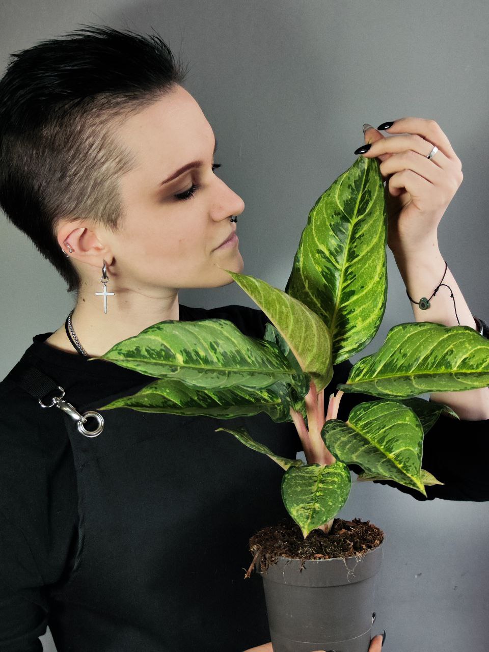 Аглаонема Шартрез Претти (Aglaonema Chartreuse Pretty) D12см