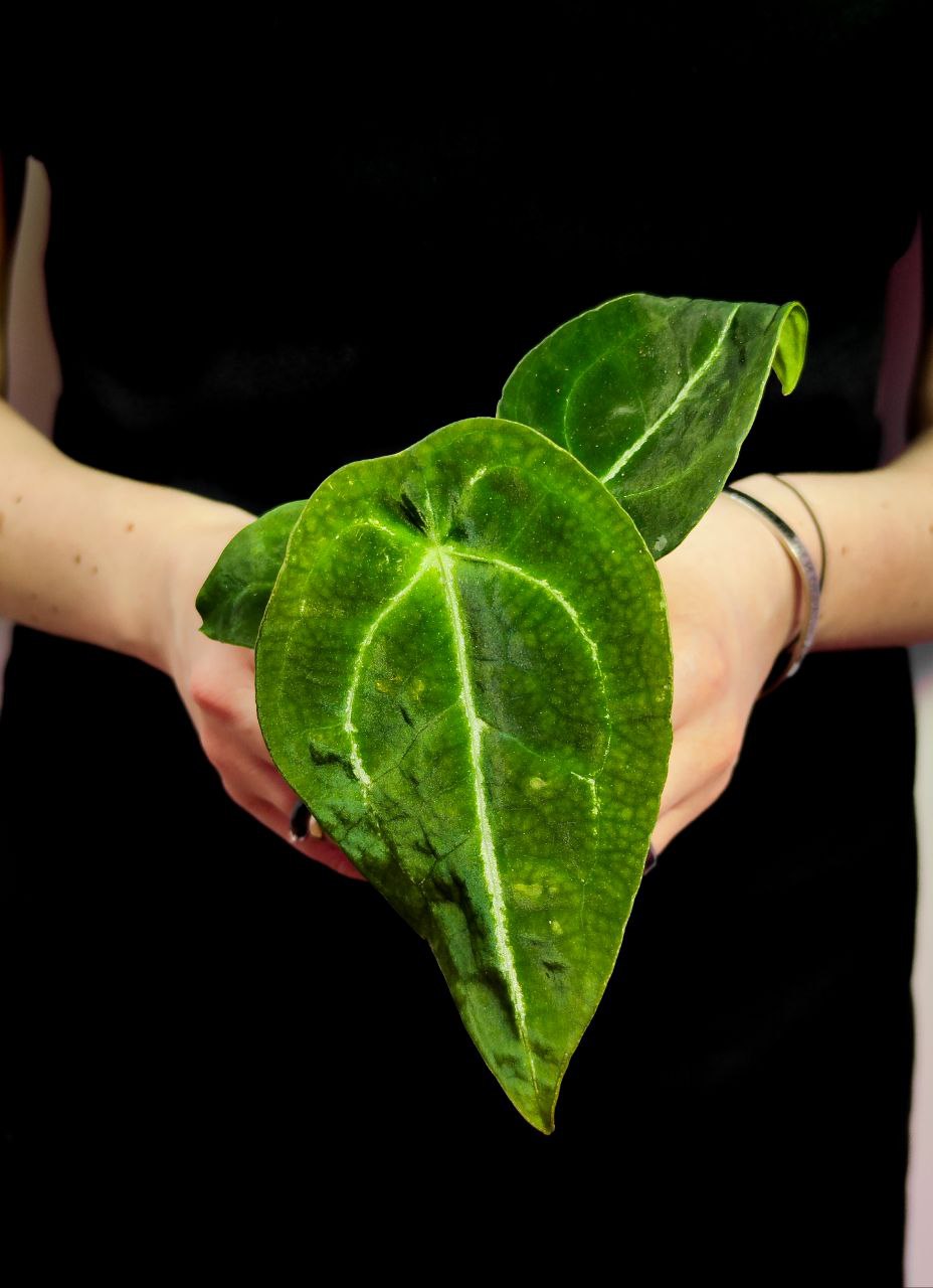 Антуриум Форгети (Anthurium Forgetii x Nigrolaminum) D6см