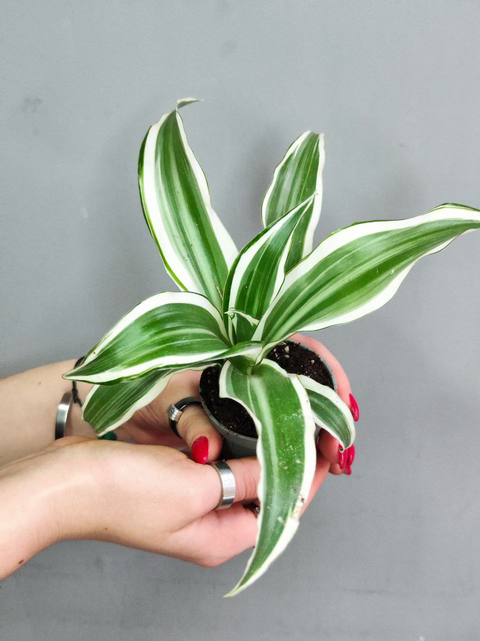 Драцена Фрагранс Вайт Джевел (Dracaena Dragontree White Jewel) D6см