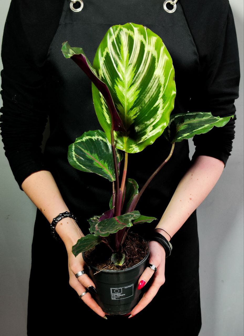 Калатея Медальон (Calathea Roseopicta Medallion) D12см