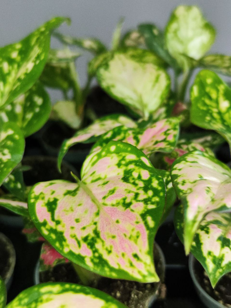 Аглаонема Ред Валентин, или Ред Валентайн (Aglaonema Red Valentine) D6см