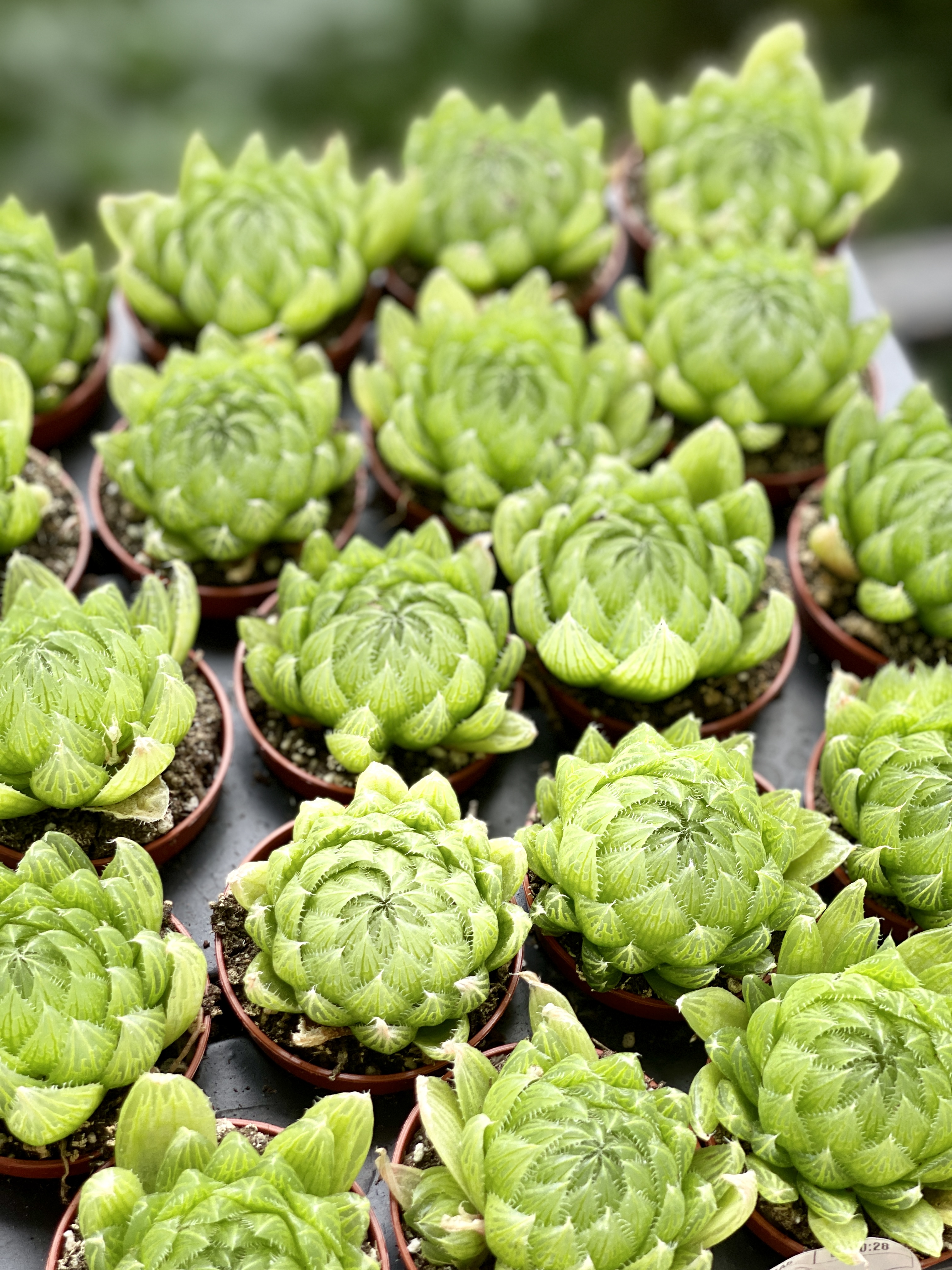 Хавортия Купера Пиктурата (Haworthia Cooperi var. Picturata) D5см
