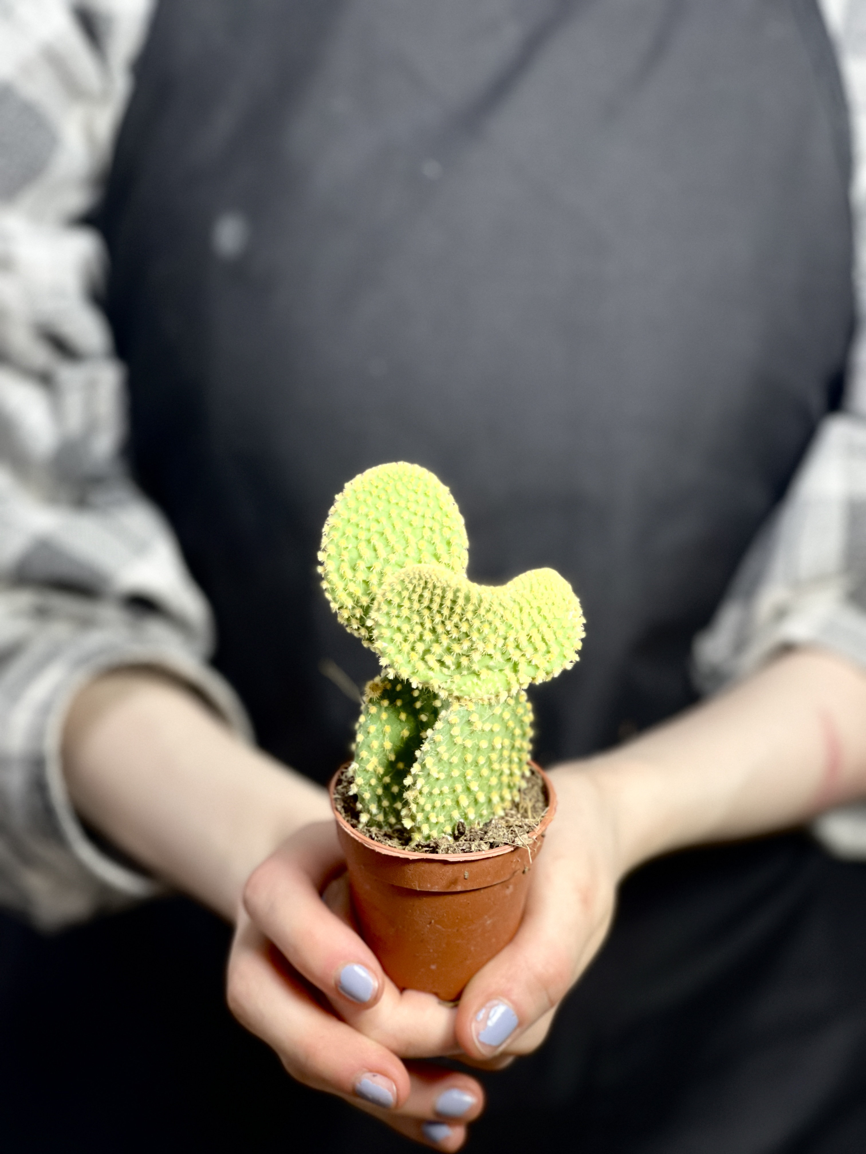 Опунция Микродазис Йеллоу Дабл (Opuntia Microdasys Yellow Double) D5см
