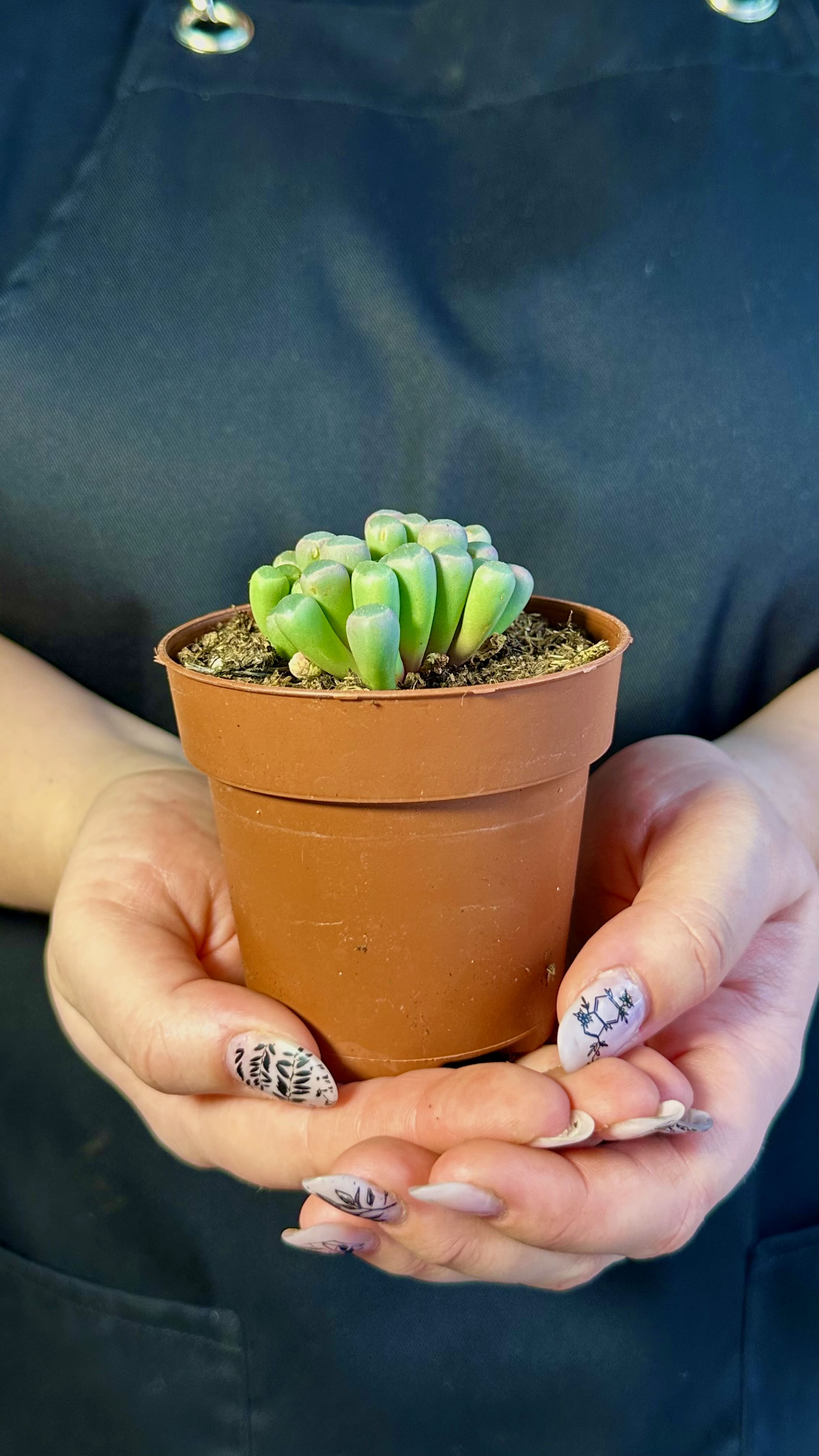Литопсы Фенестрария Аурантика (Fenestraria Aurantiaca) D8,5см