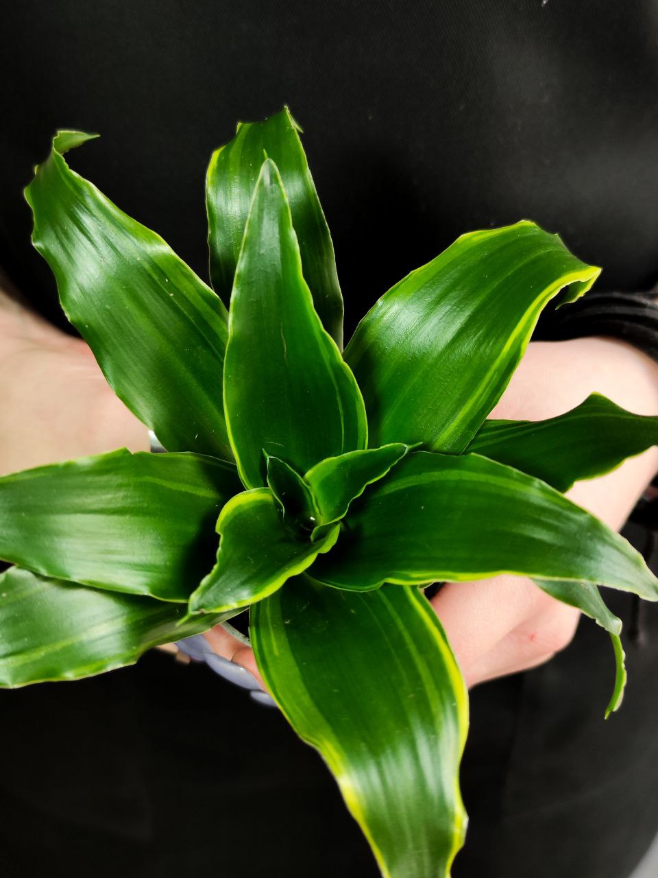 Драцена Фрагранс Дорадо (Dracaena Fragrans Dorado) D6см