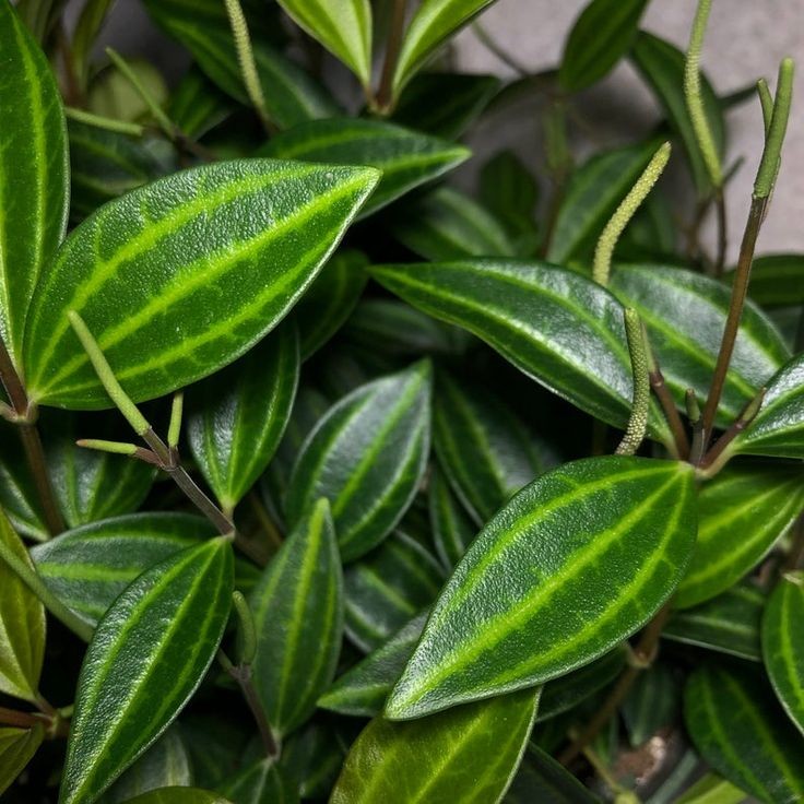 Пеперомия Ангулата Страйб (Peperomia Angulata Stribe) D5см