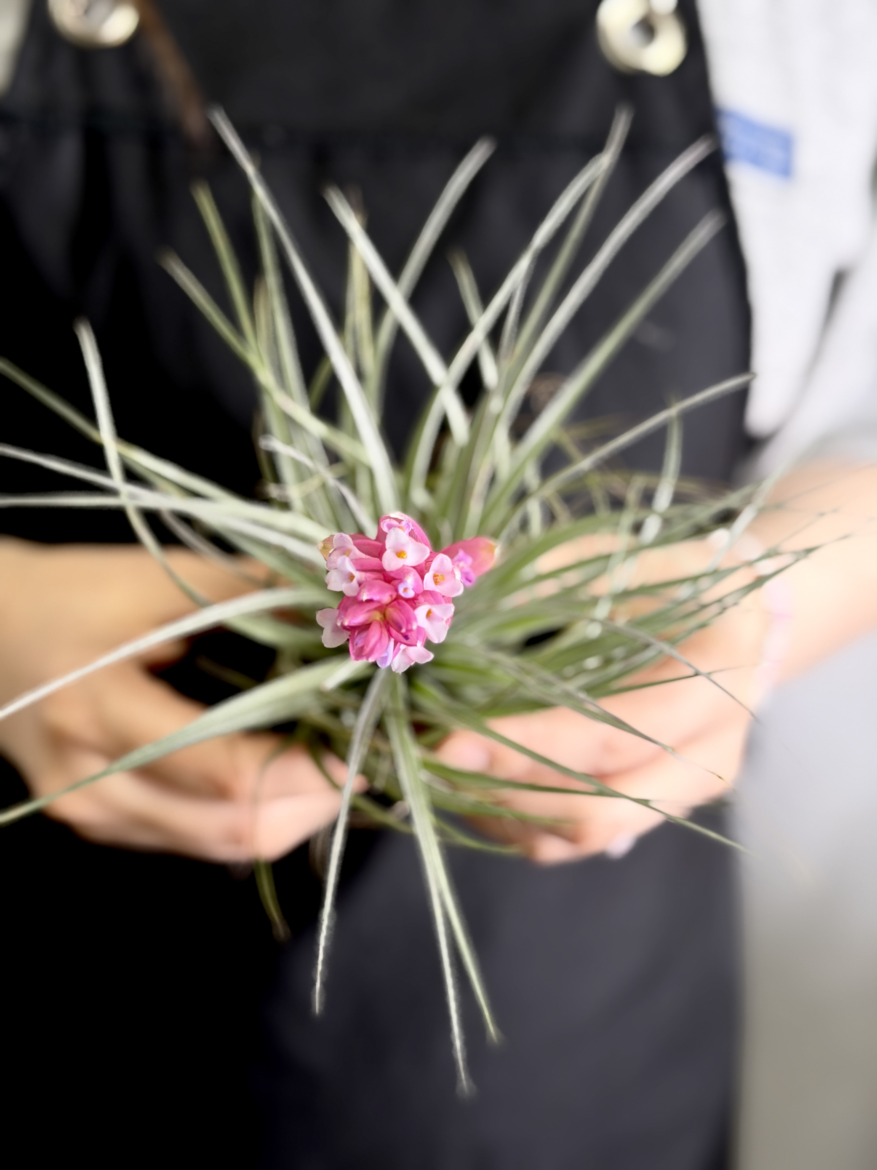 Тилландсия Хьюстон XL (Tillandsia Houston XL)