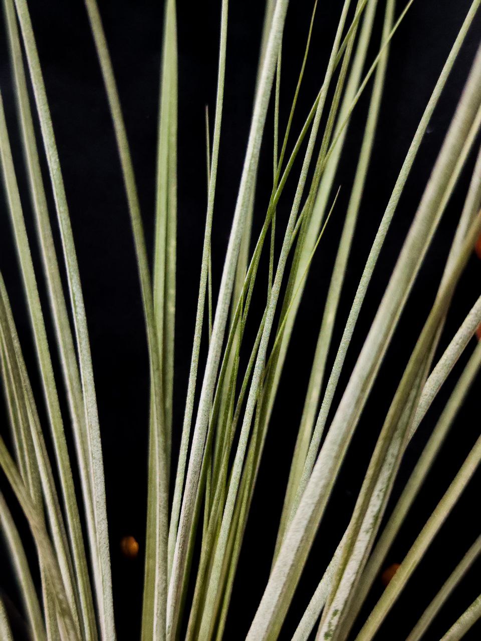 Тилландсия Ситниковая XL (Tillandsia Juncea)