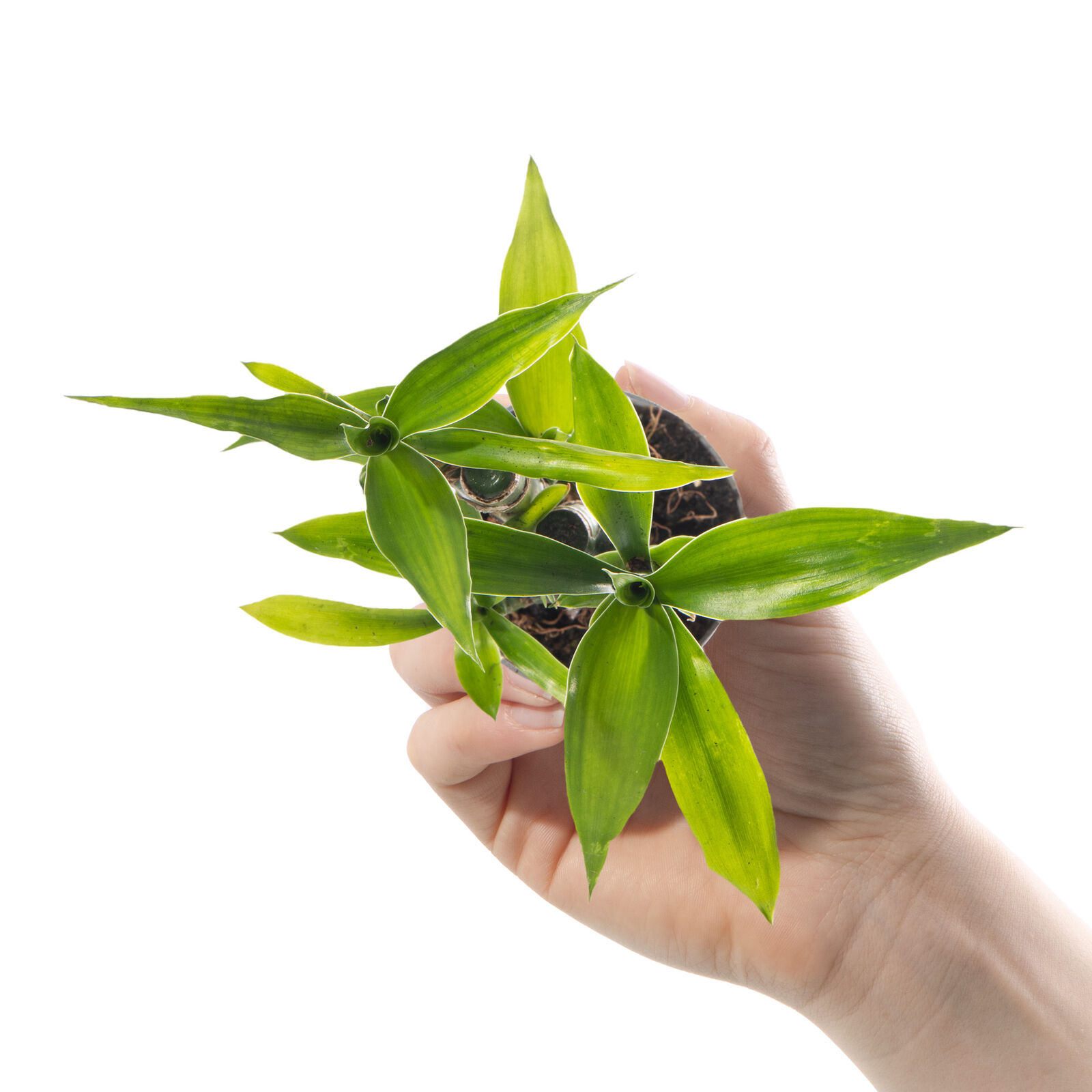 Бамбук Лаки, Драцена Сандериана (Dracaena Sanderiana Lucky Bamboo) D6см