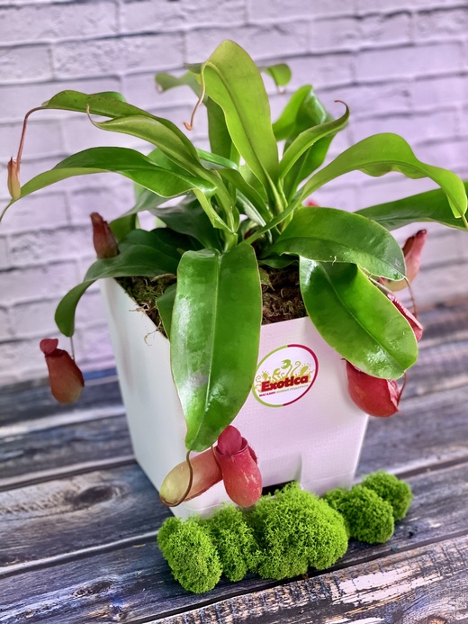 Непентес Кровавая Мэри (Nepenthes Bloody Mary) пересаженный D17см
