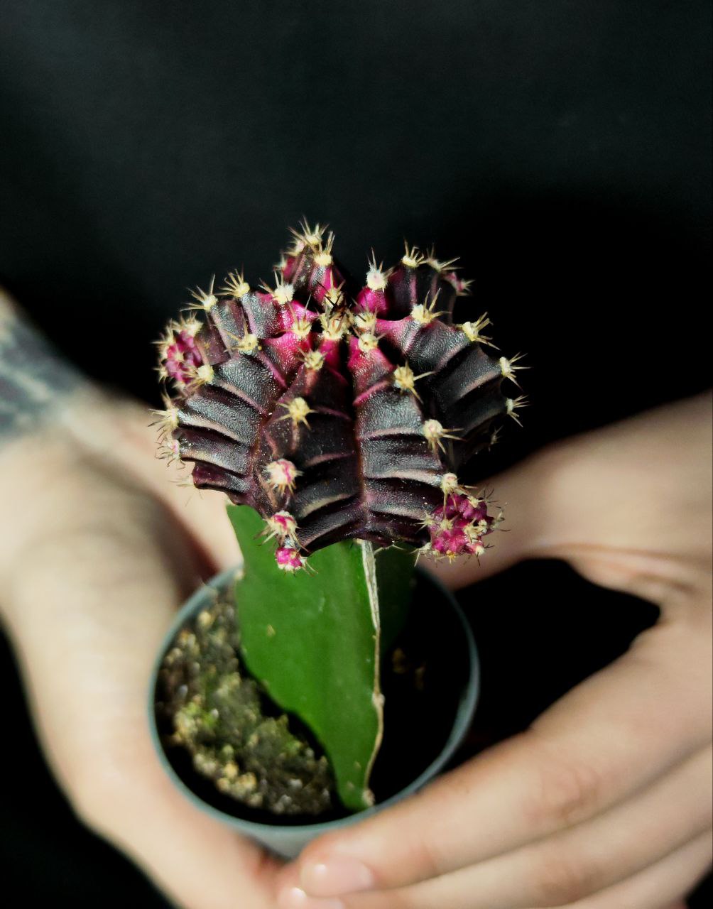 Кактус Гимнокалициум Михановича Бордовый (Gymnocalycium Mihanovichii Maroon) D5см