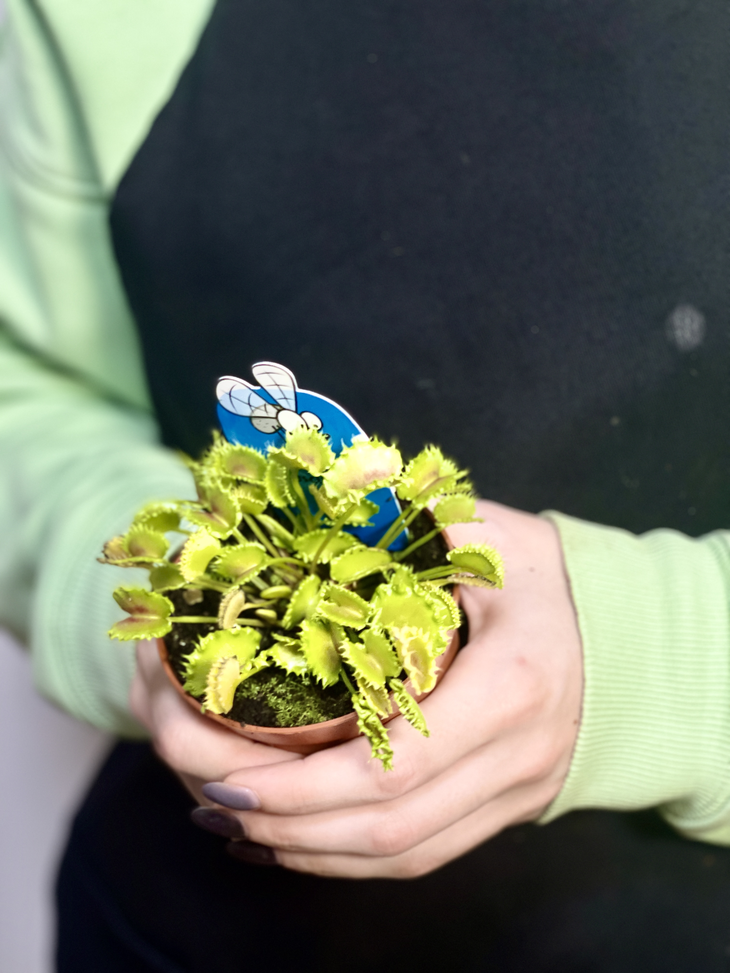Венерина Мухоловка Зип (Dionaea Muscipula Zipp) D9см