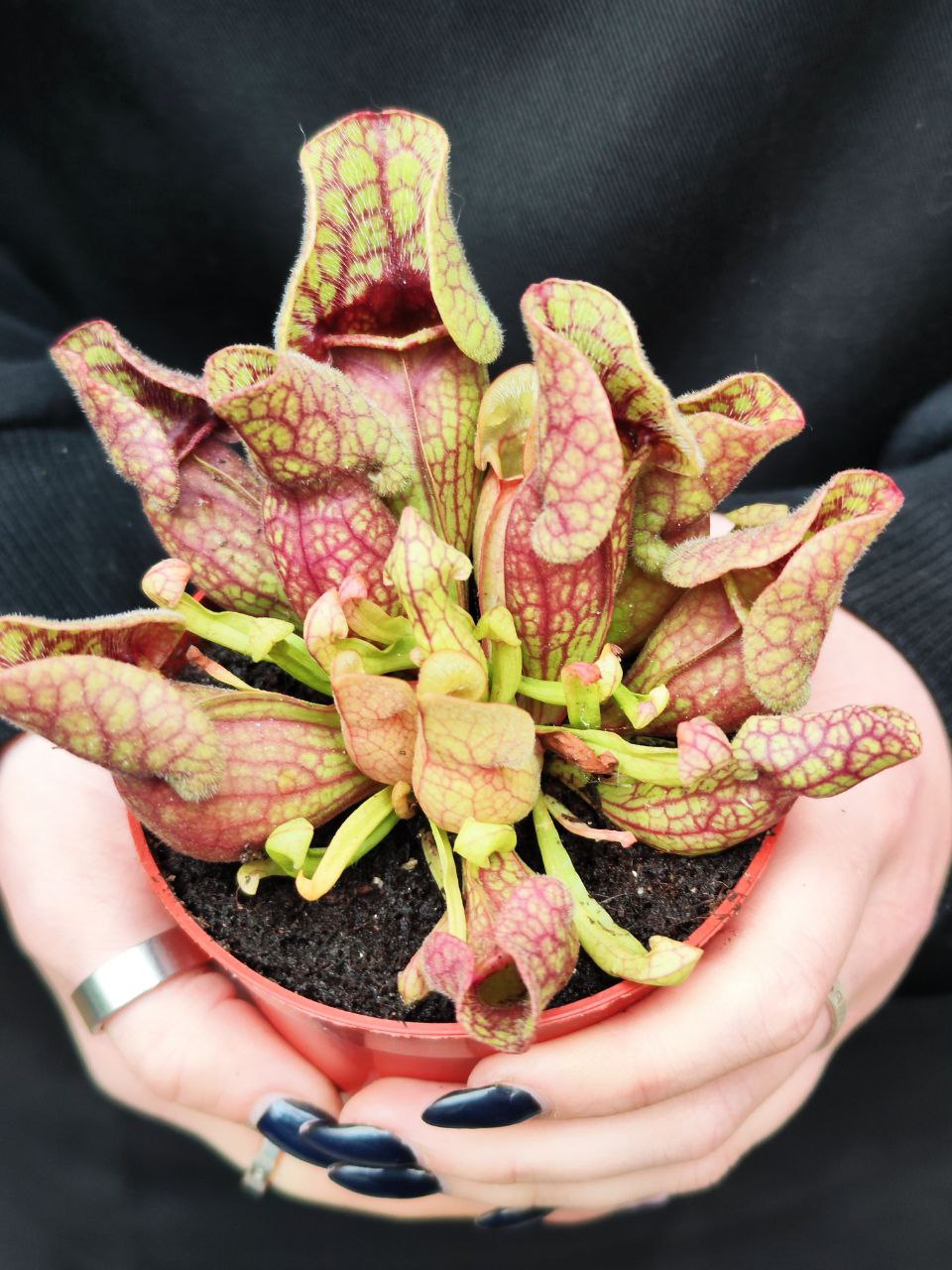 Саррацения Веноза Красная (Sarracenia Venosa Red) D9см
