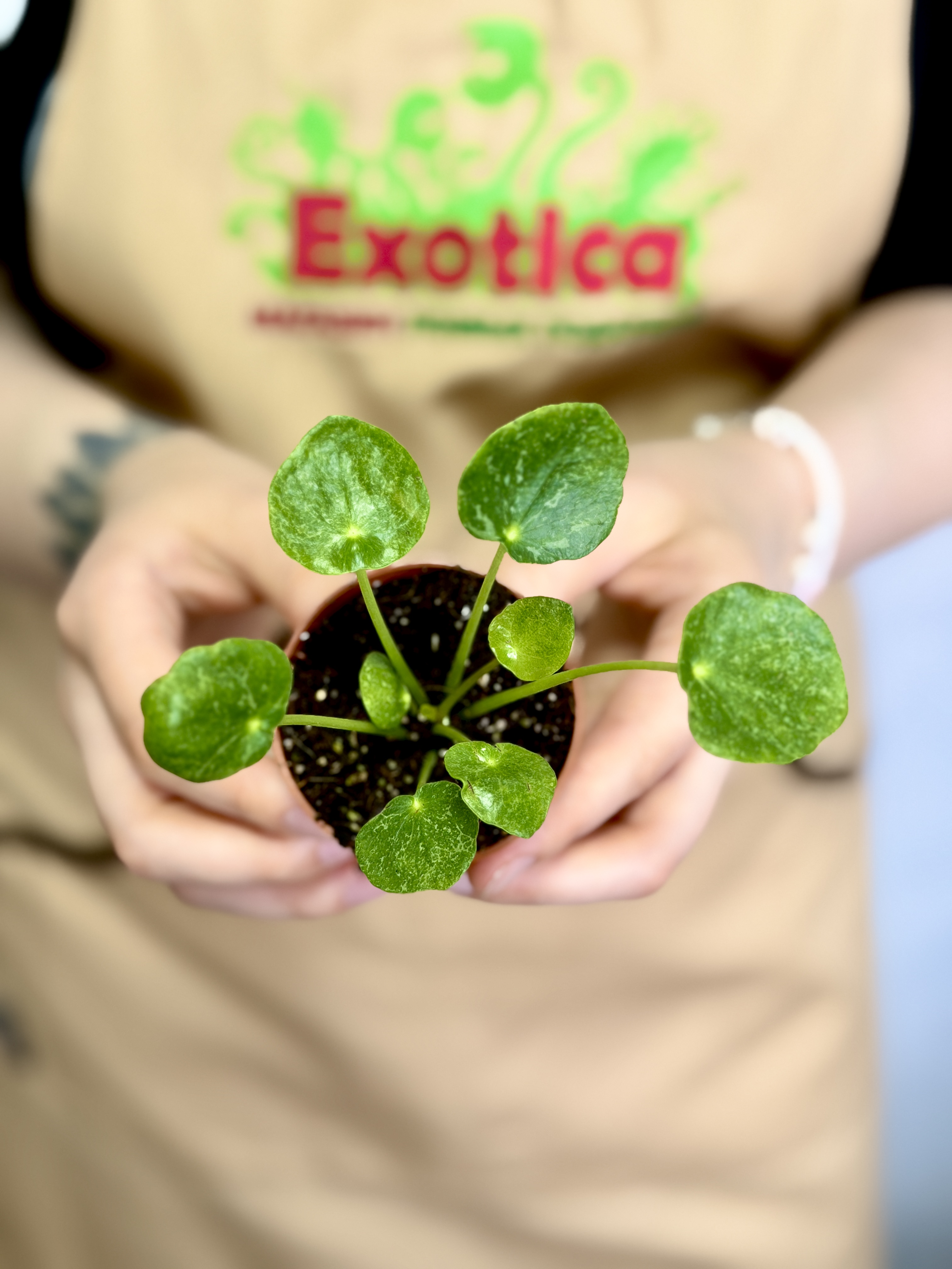Пилея Пеперомиевидная Шугар (Pilea Peperomioides Sugar) D5см