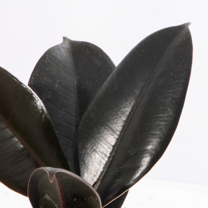 Фикус Эластика Абиджан (Ficus Elastica Abidjan) D6см