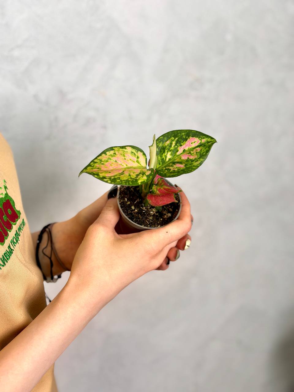 Аглаонема Бьюти (Aglaonema Beauty) D6см