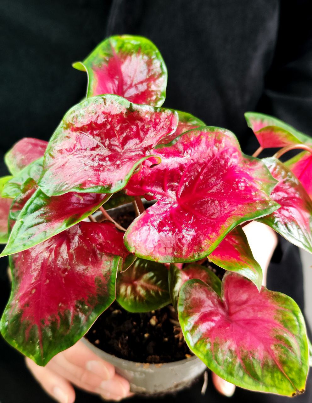 Каладиум Роял Флеш (Caladium Royal Flush) D12см