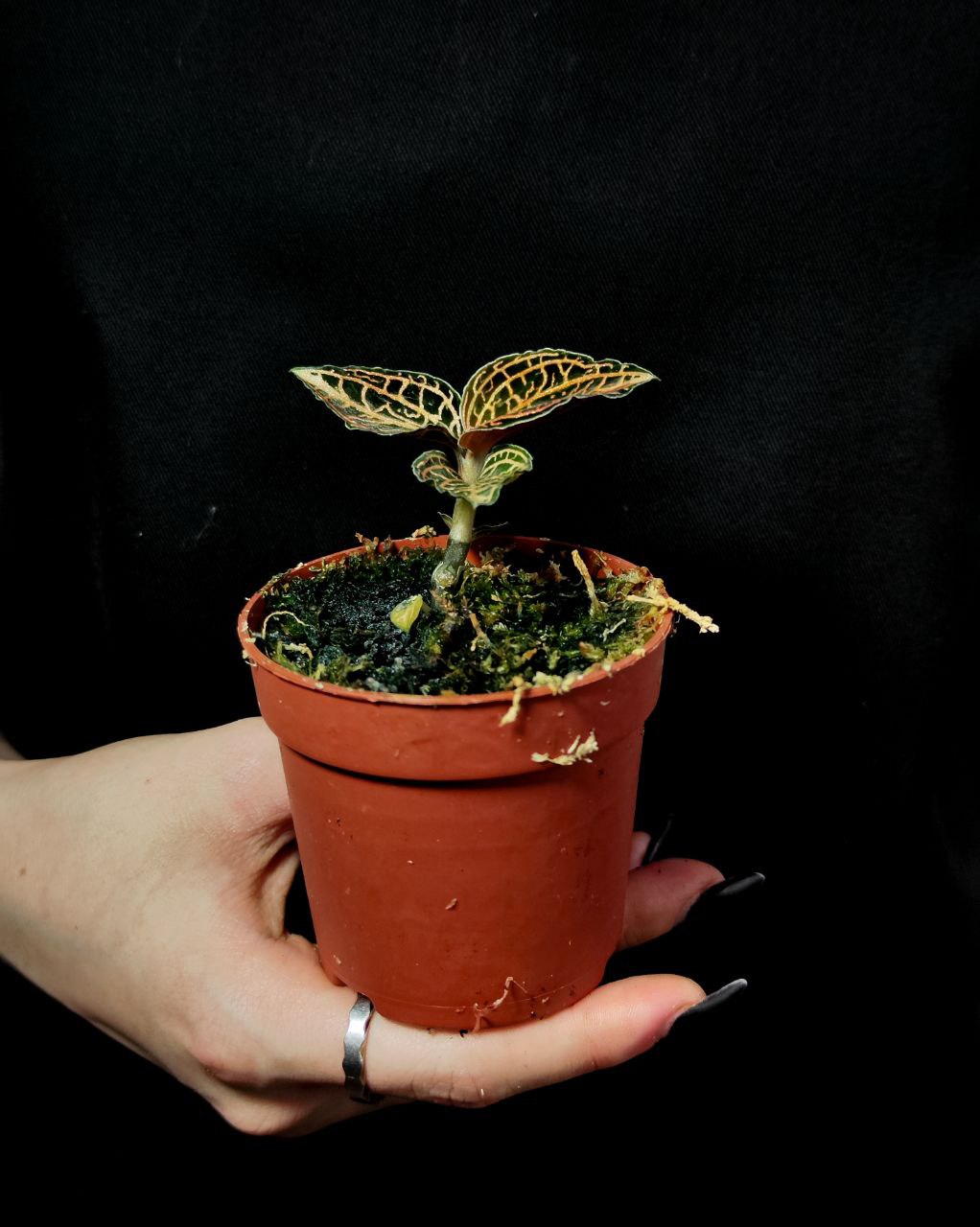 Орхидея Драгоценная Гибридная (Jewel Orchid Gibrid) D7см