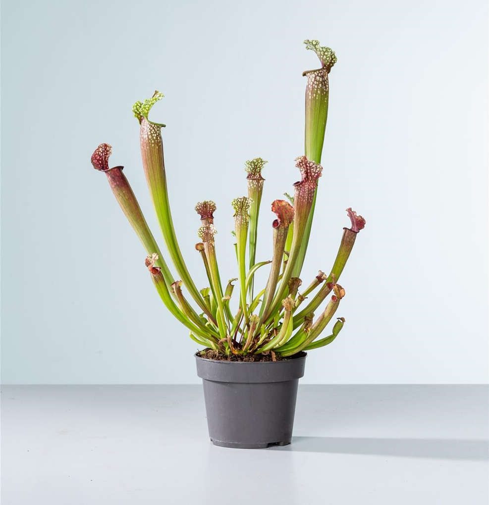 Саррацения Стивенси (Sarracenia Stevensii) D9см