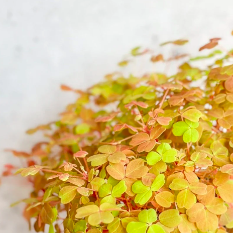Оксалис Голд, Кислица (Oxalis Gold) D10см