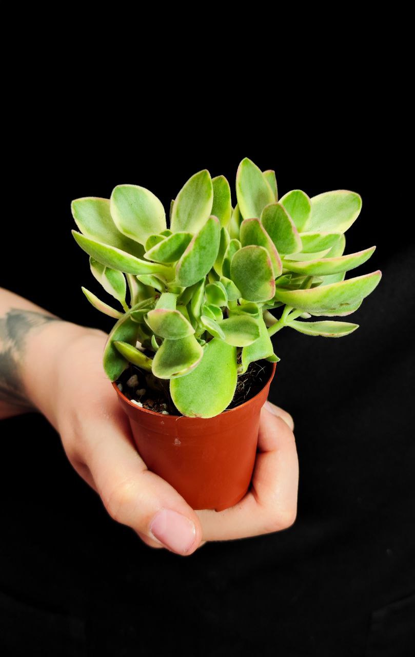 Крассула Мани Мейкер Грин (Crassula Moneymaker Varigated Green) D5см