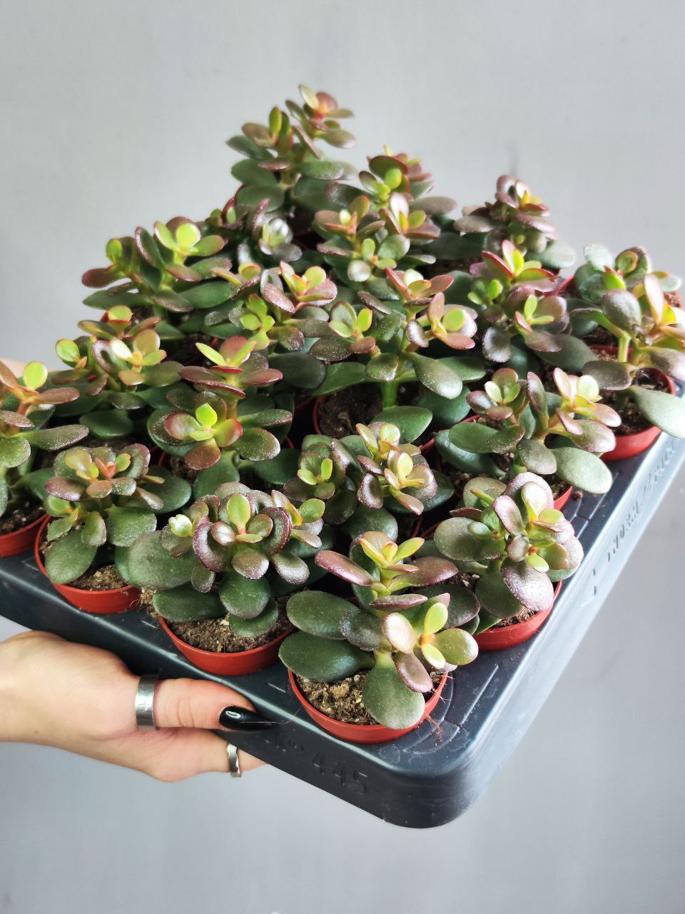 Крассула Овата Минор (Crassula Ovata Minor) D5см