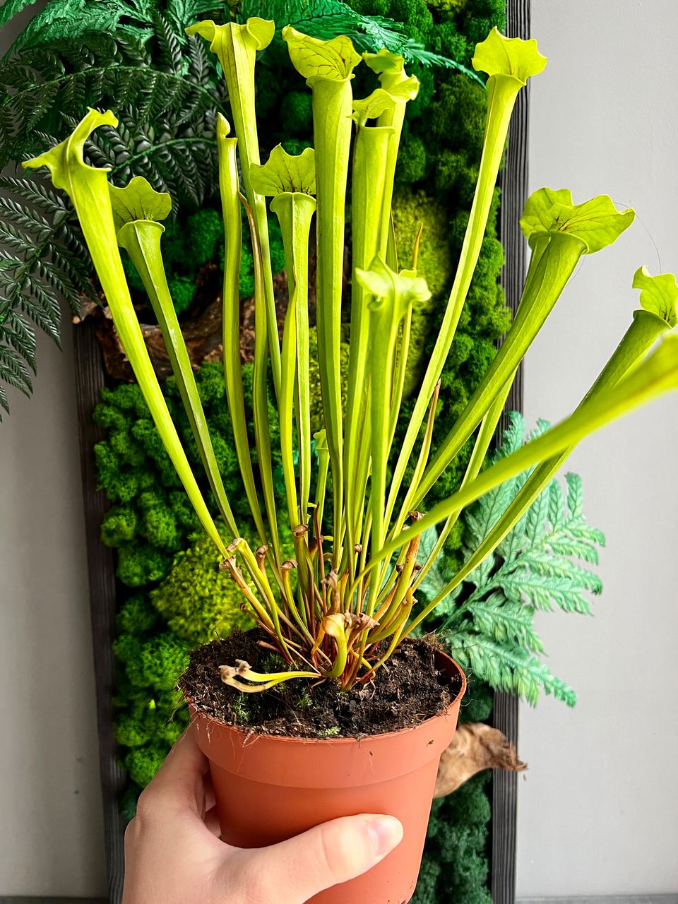 Саррацения Флава (Sarracenia Flava) D12см