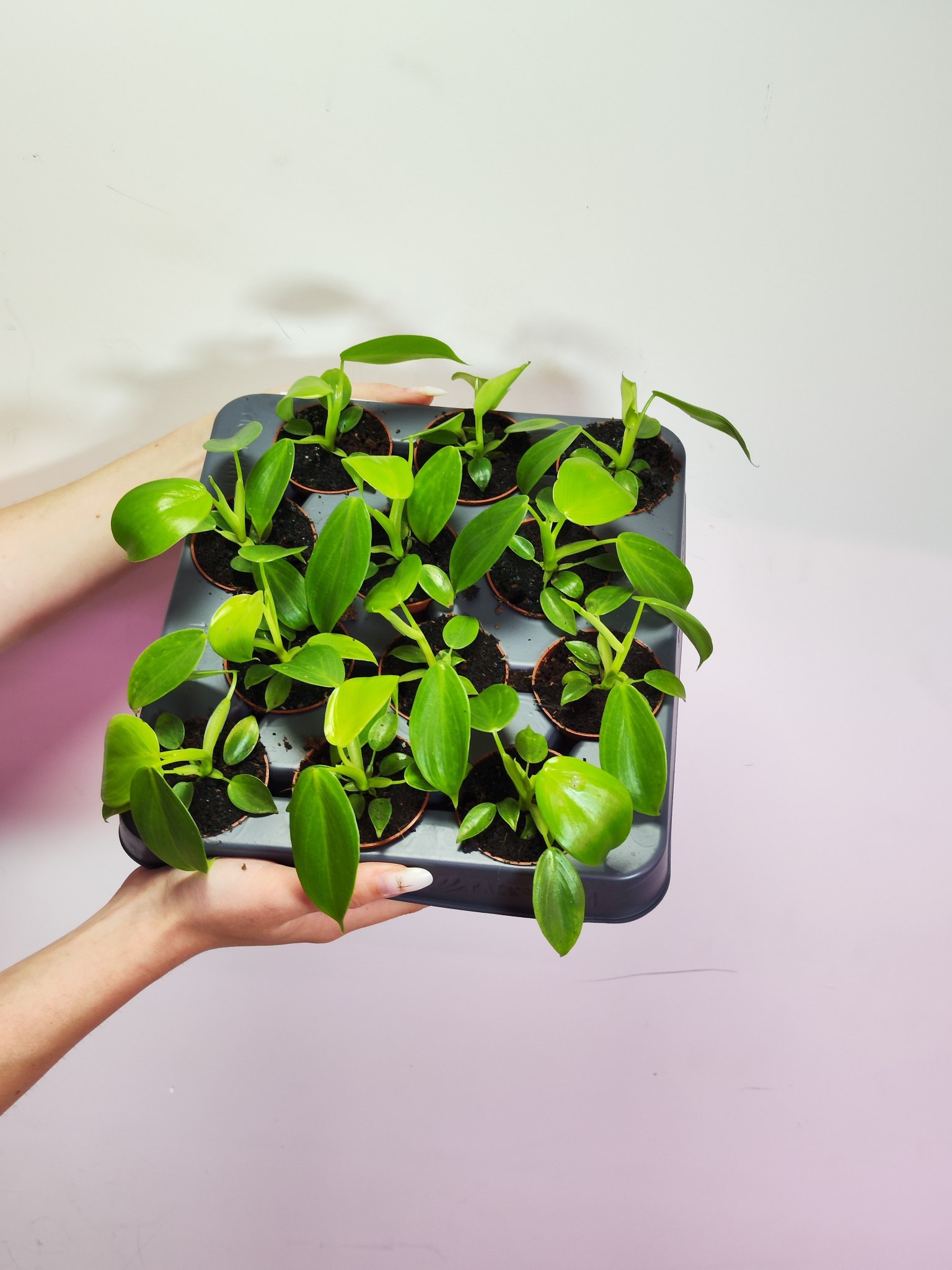 Филодендрон Питтьери (Philodendron Pittieri) D6см