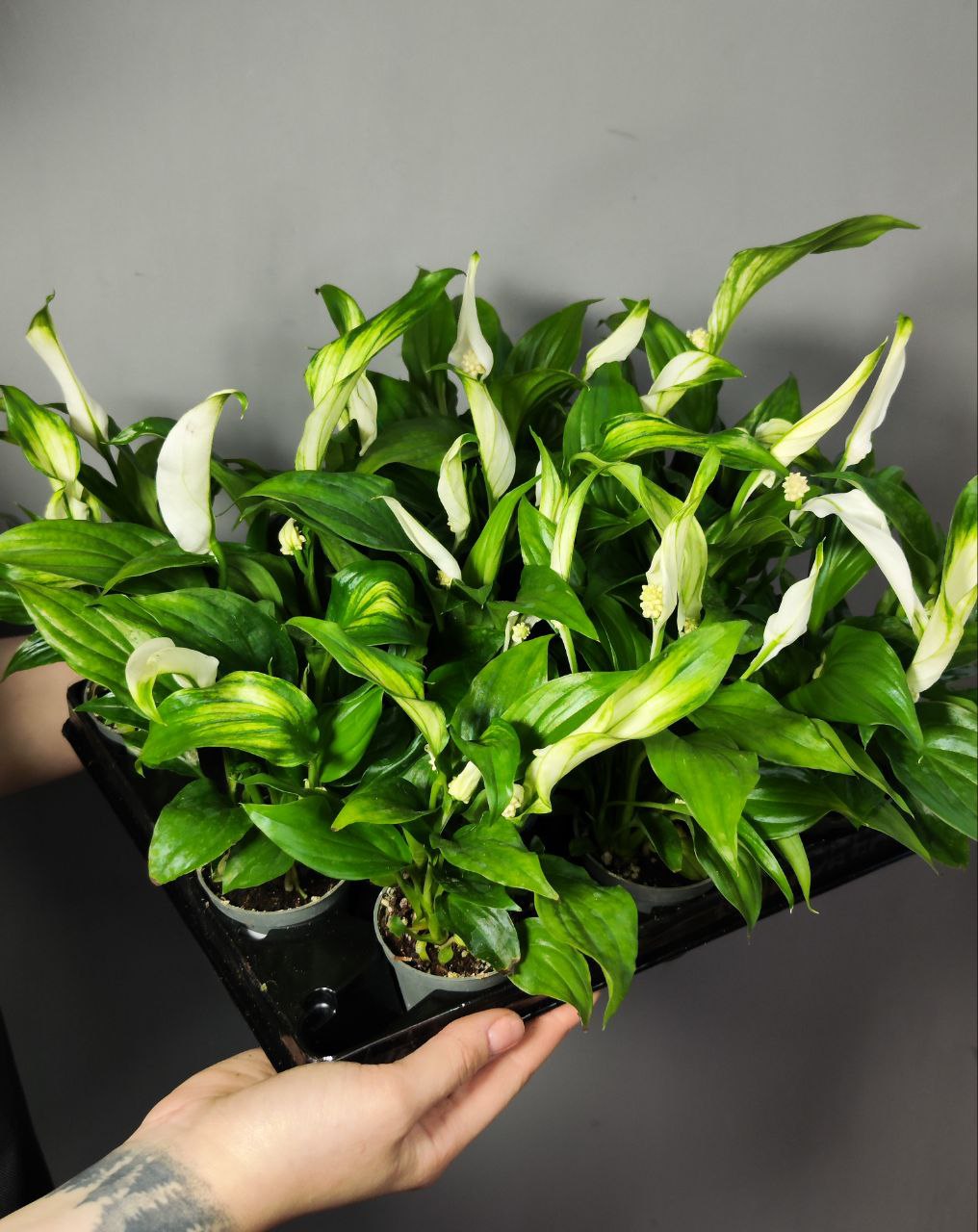 Спатифиллум Перл Купидо (Spathiphyllum Pearl Cupido) D7см