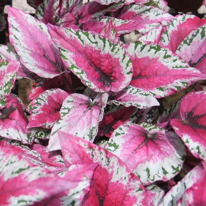 Бегония Рекс Мауи Сансет (Begonia Rex Maui Sunset) D12см