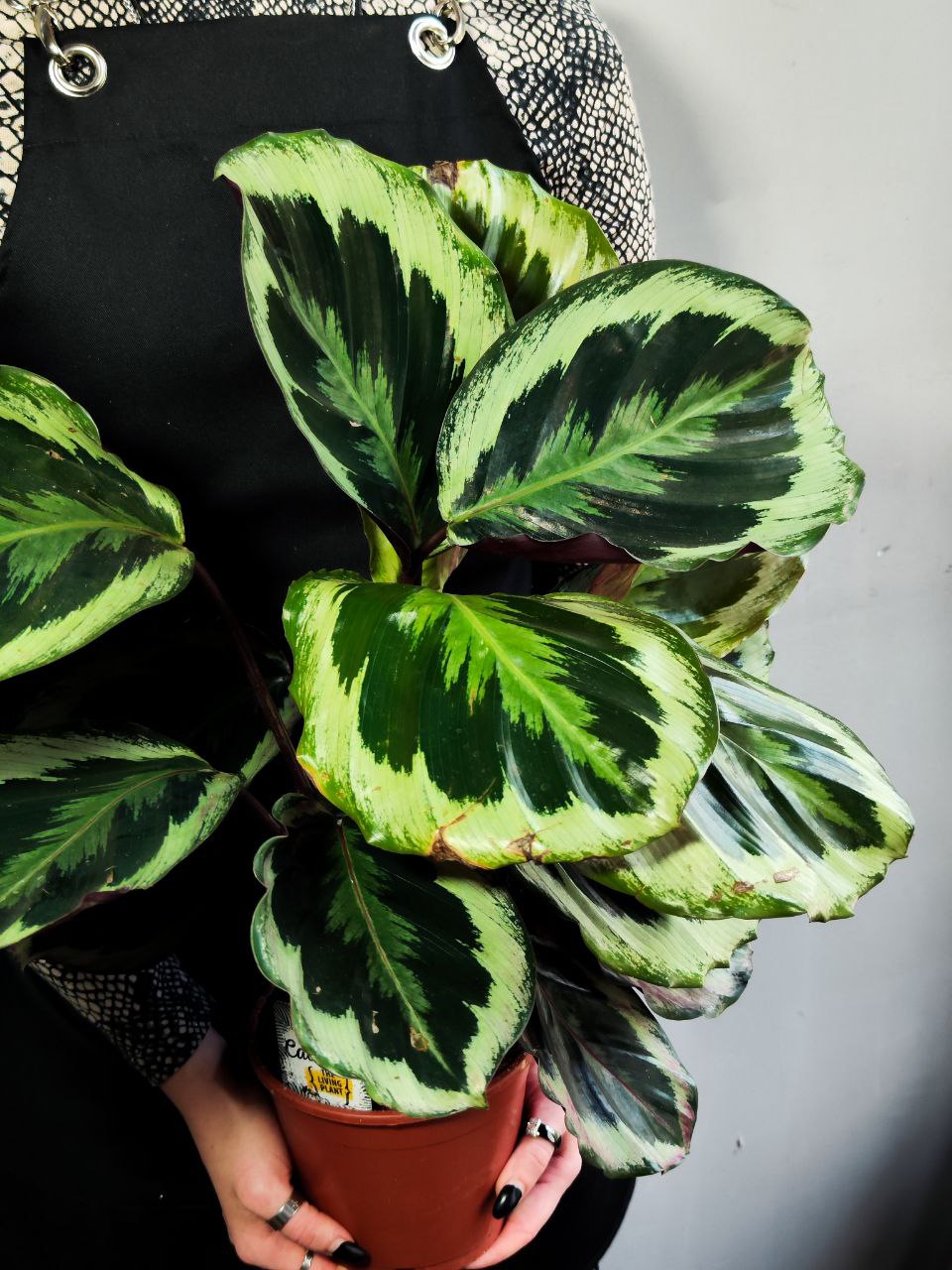 Калатея Марион Шайнстар (Calathea Marion Shinestar) D14см