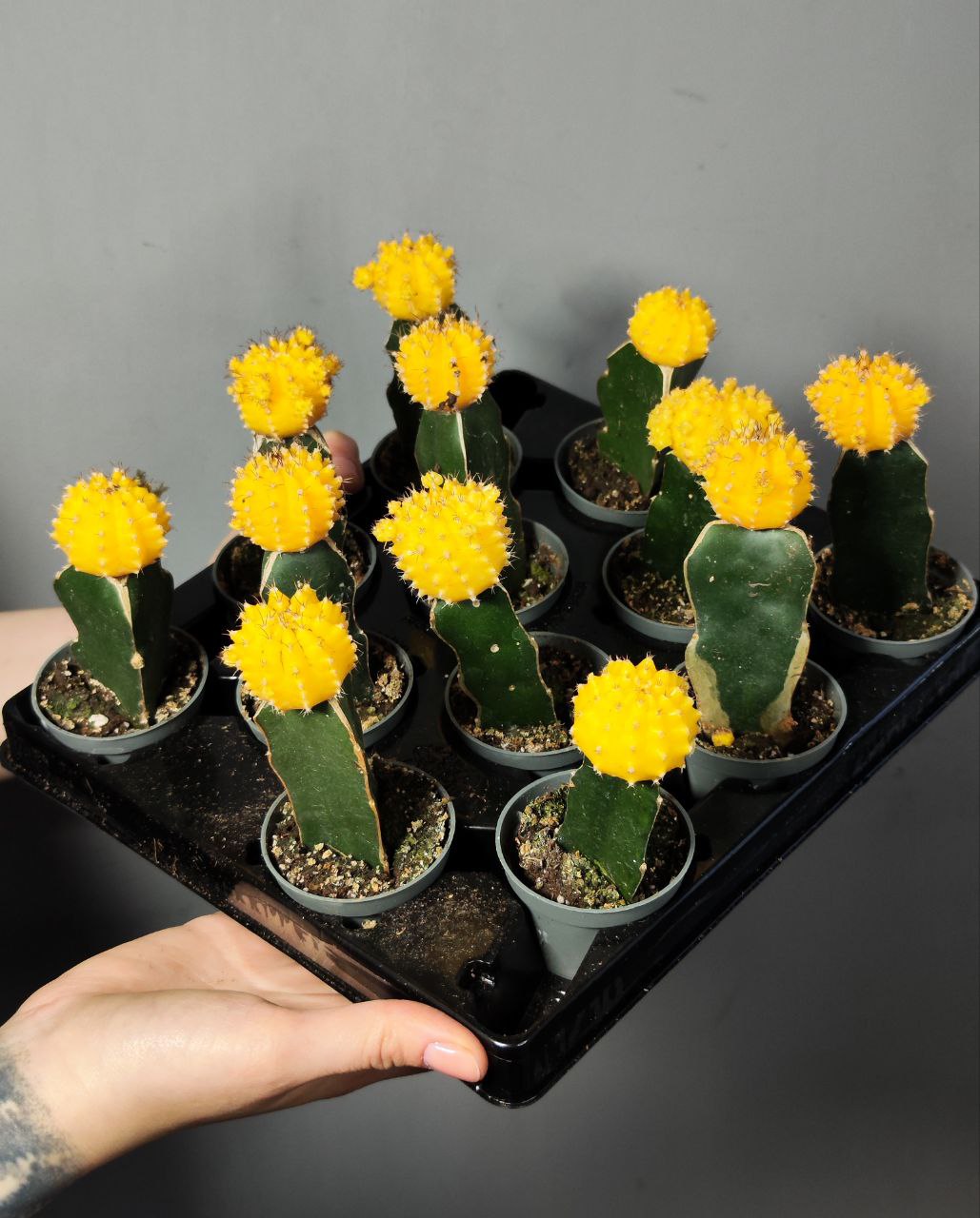 Кактус Гимнокалициум Михановича Желтый (Gymnocalycium Mihanovichii Yellow) D5см