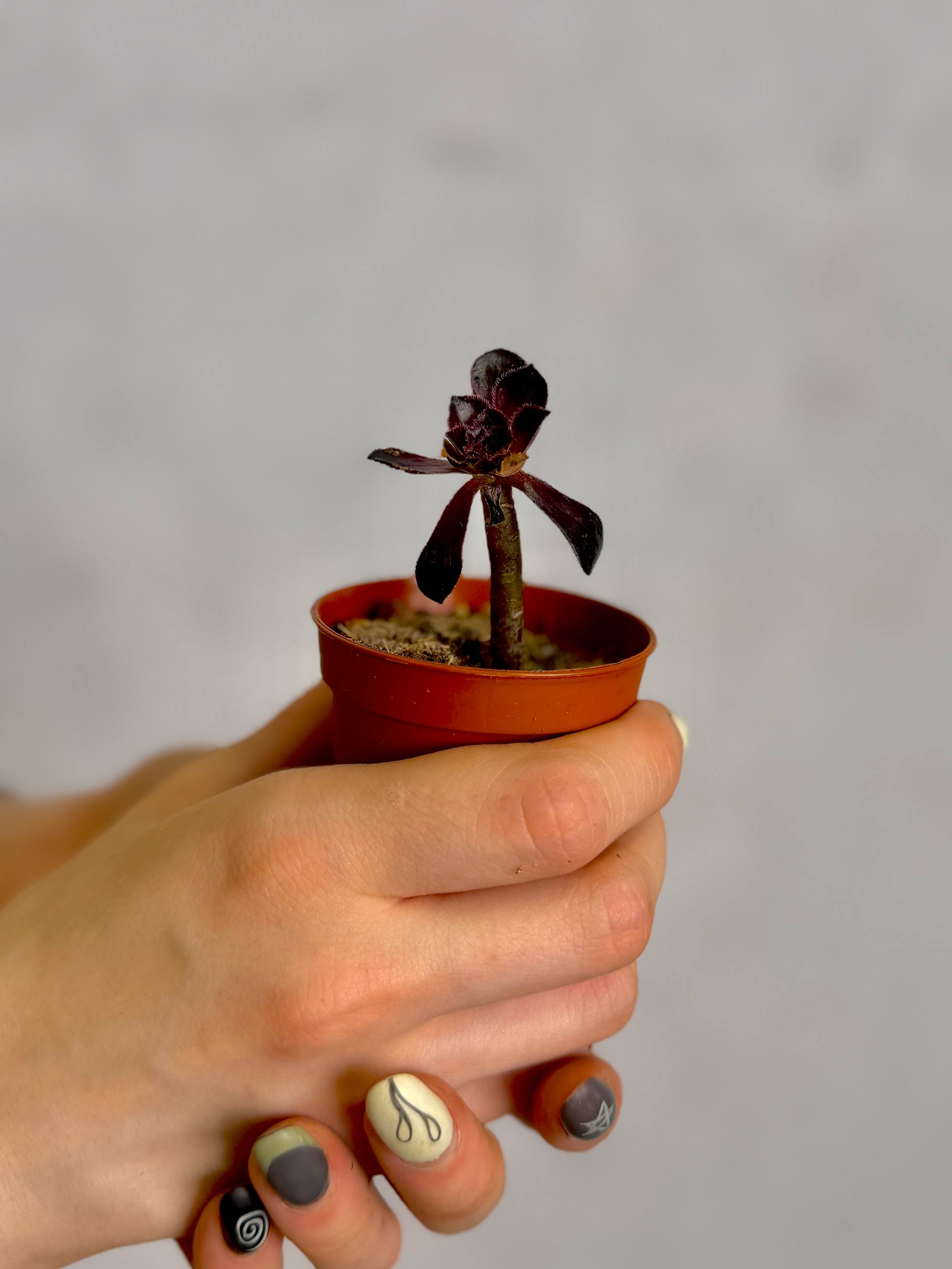 Эониум Шварцкопфа уценка (Aeonium Schwarzkopf) D5см