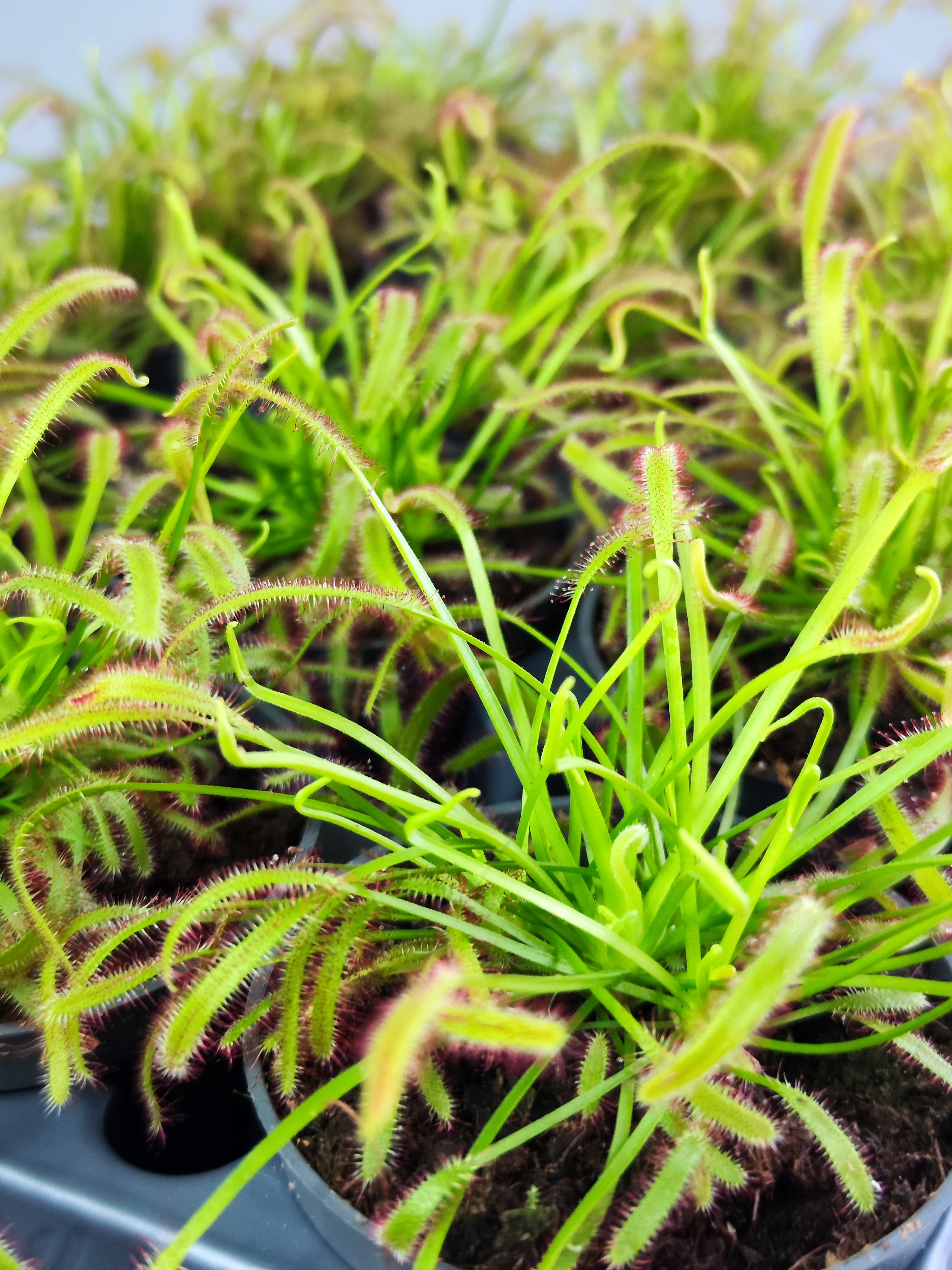 Росянка Капская (Drosera Capensis) D9см