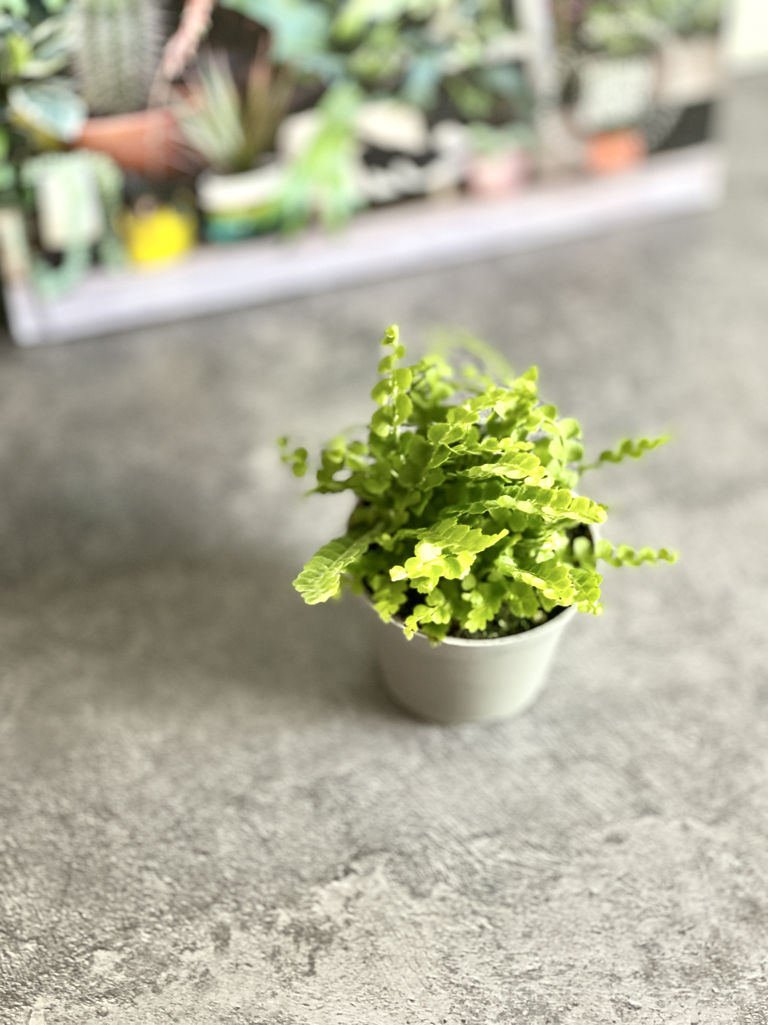 Нефролепис Даффи (Nephrolepis Exaltata Duffy) D6см