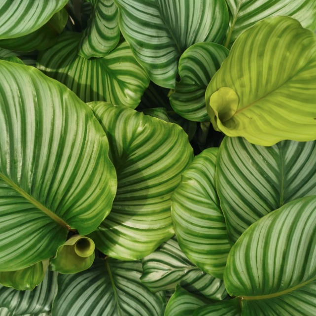 Калатея Орбифолия (Calathea Orbifolia) D6см