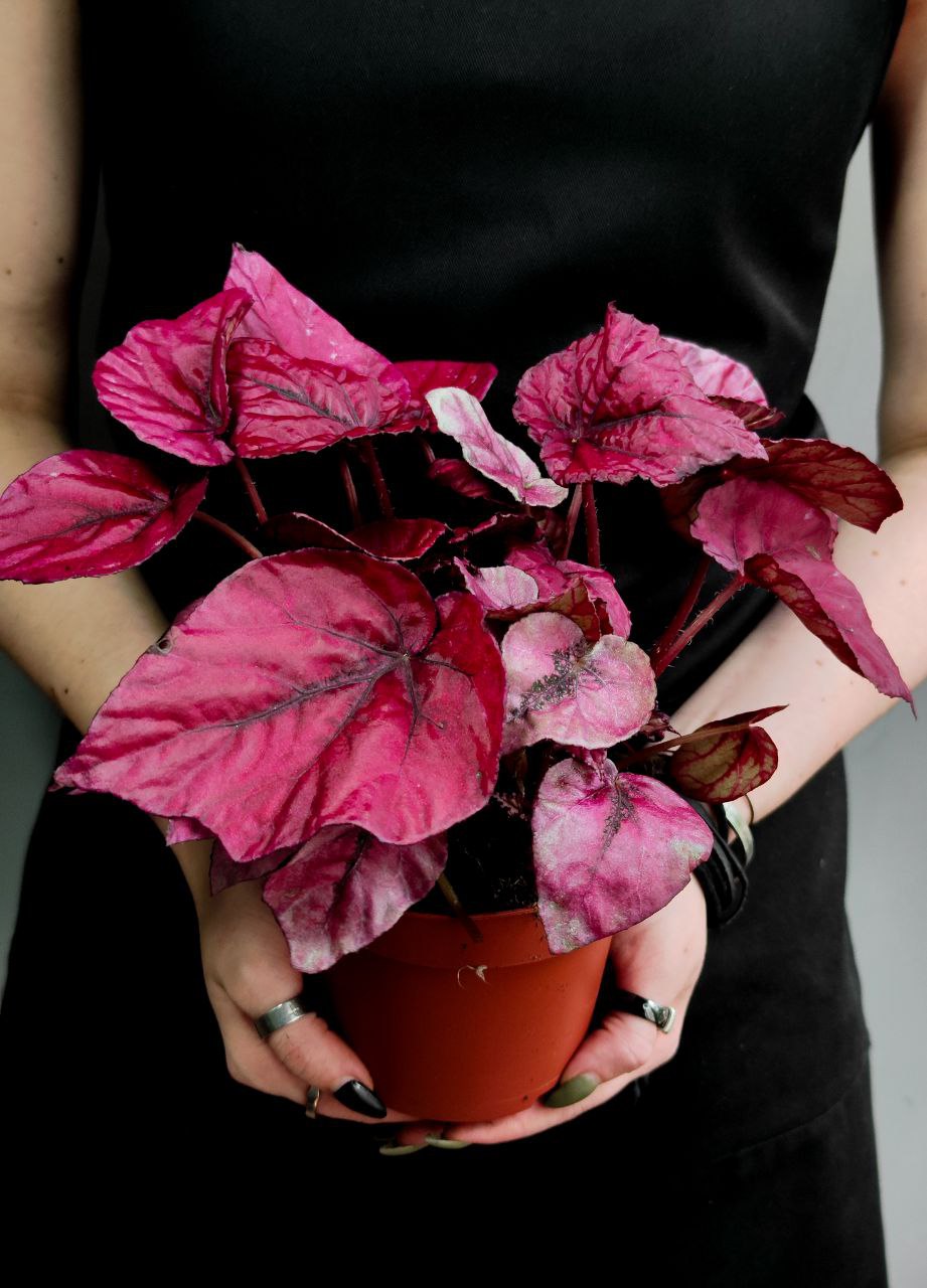 Бегония Рекс Инка Флейм (Begonia Rex Inca Flame) D12см