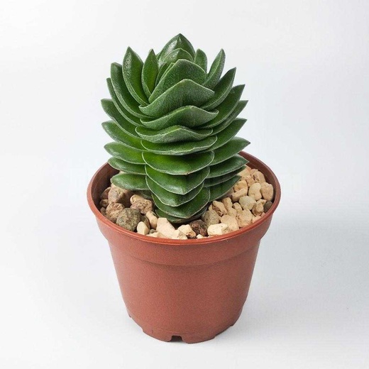 Крассула Храм Будды (Crassula Buddha´s Temple) D5см