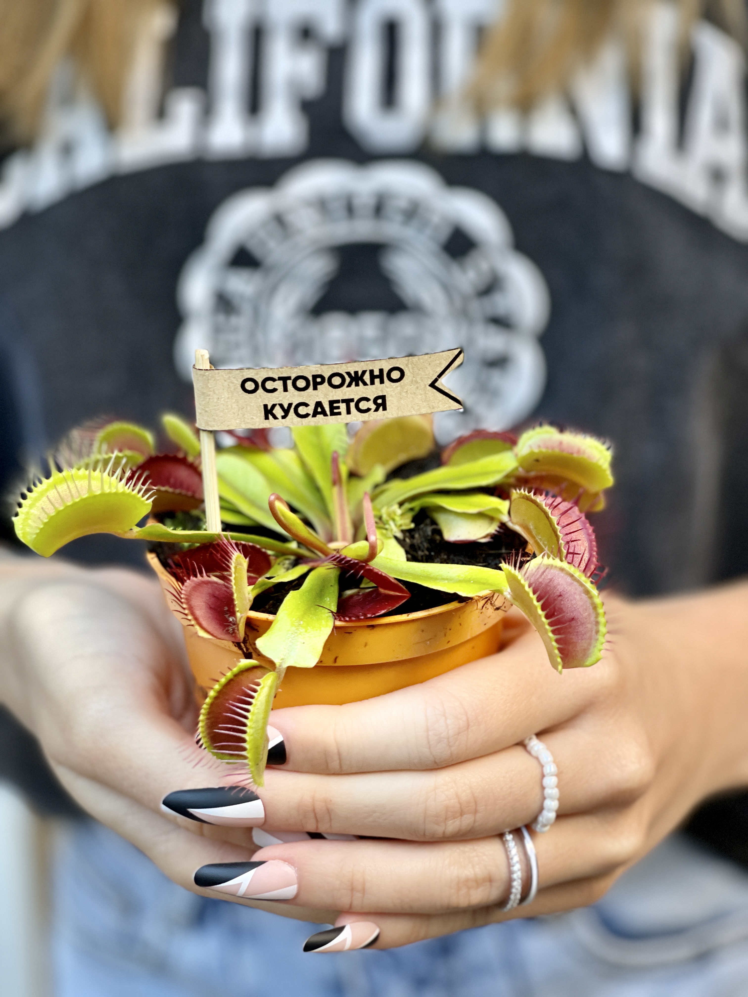 Венерина Мухоловка (Dionaea Muscipula) D9см