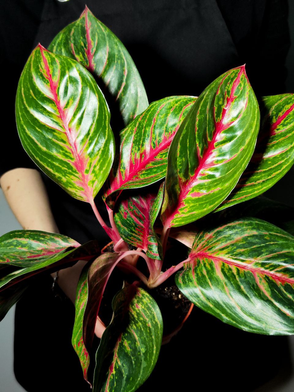 Аглаонема Парадиз Ред (Aglaonema Paradise Red) D12см