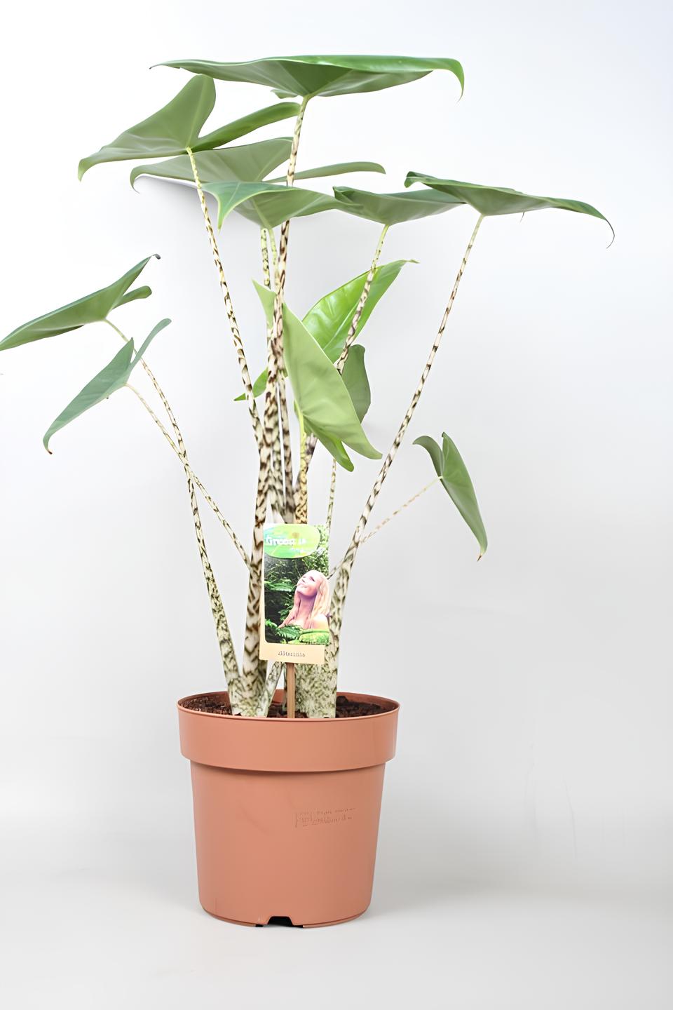 Алоказия Зебрина (Alocasia Zebrina) D21см
