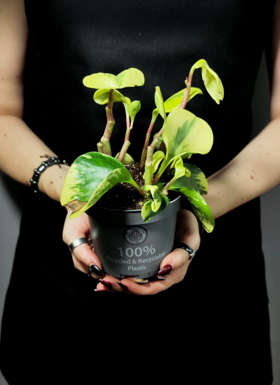 Пеперомия Грин Голд УЦЕНКА (Peperomia Obtusifolia Green Gold) D11см